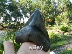 5 7/8 Megalodon Fossil Shark Tooth Huspa Creek Sheldon SC