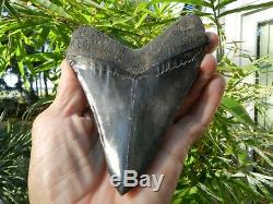 5 7/8 Megalodon Fossil Shark Tooth Huspa Creek Sheldon SC