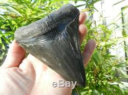 5 7/8 Megalodon Fossil Shark Tooth Huspa Creek Sheldon SC