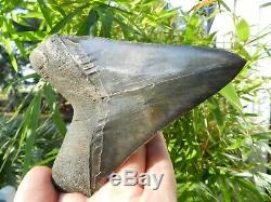 5 7/8 Megalodon Fossil Shark Tooth Huspa Creek Sheldon SC