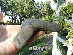 5 7/8 Megalodon Fossil Shark Tooth Huspa Creek Sheldon SC