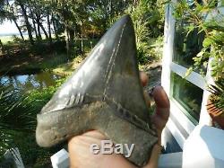 5 7/8 Megalodon Fossil Shark Tooth Huspa Creek Sheldon SC