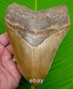5 & 7/8 Megalodon Shark Tooth Deep Orange Blade North Carolina USA 14 oz