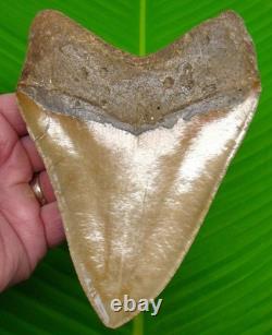 5 & 7/8 Megalodon Shark Tooth Deep Orange Blade North Carolina USA 14 oz