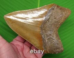 5 & 7/8 Megalodon Shark Tooth Deep Orange Blade North Carolina USA 14 oz