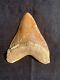 5.7 Indonesia / Indonesian Megalodon Fossil Shark Tooth 100% Natural