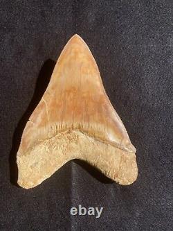 5.7 Indonesia / Indonesian Megalodon Fossil Shark Tooth 100% NATURAL