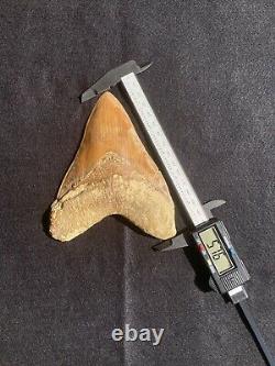 5.7 Indonesia / Indonesian Megalodon Fossil Shark Tooth 100% NATURAL