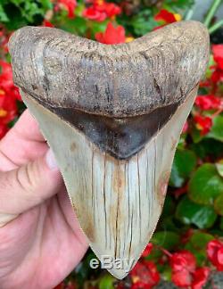 5.7 Southeast Asian Megalodon Shark Tooth. Ultra Rare, Best on eBay