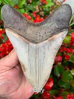 5.7 Southeast Asian Megalodon Shark Tooth. Ultra Rare, Best on eBay