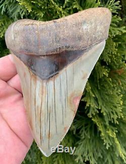 5.7 Southeast Asian Megalodon Shark Tooth. Ultra Rare, Best on eBay