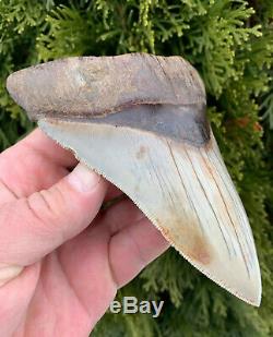 5.7 Southeast Asian Megalodon Shark Tooth. Ultra Rare, Best on eBay