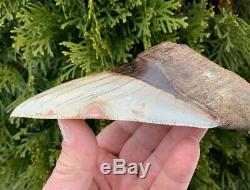 5.7 Southeast Asian Megalodon Shark Tooth. Ultra Rare, Best on eBay