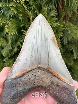 5.7 Southeast Asian Megalodon Shark Tooth. Ultra Rare, Best on eBay