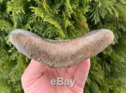 5.7 Southeast Asian Megalodon Shark Tooth. Ultra Rare, Best on eBay