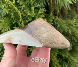 5.7 Southeast Asian Megalodon Shark Tooth. Ultra Rare, Best on eBay