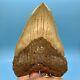 5.80 Megalodon Shark Tooth Beautiful Huge Fossil No Restoration Or Repair