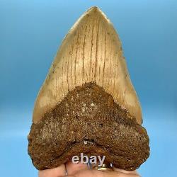 5.80 Megalodon Shark Tooth Beautiful Huge Fossil No Restoration or Repair