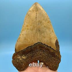 5.80 Megalodon Shark Tooth Beautiful Huge Fossil No Restoration or Repair