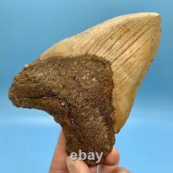 5.80 Megalodon Shark Tooth Beautiful Huge Fossil No Restoration or Repair