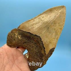 5.80 Megalodon Shark Tooth Beautiful Huge Fossil No Restoration or Repair