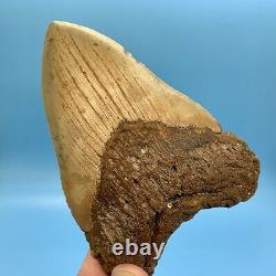 5.80 Megalodon Shark Tooth Beautiful Huge Fossil No Restoration or Repair