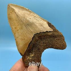 5.80 Megalodon Shark Tooth Beautiful Huge Fossil No Restoration or Repair