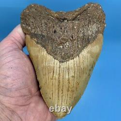 5.80 Megalodon Shark Tooth Beautiful Huge Fossil No Restoration or Repair