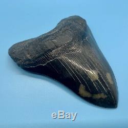 5.81 Museum Quality Megalodon Shark Tooth Strikingly Beautiful Jet Black