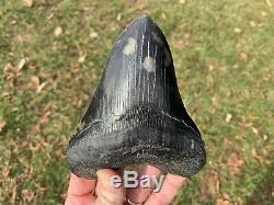 5.81 Museum Quality Megalodon Shark Tooth Strikingly Beautiful Jet Black