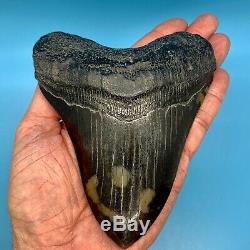 5.81 Museum Quality Megalodon Shark Tooth Strikingly Beautiful Jet Black