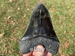 5.81 Museum Quality Megalodon Shark Tooth Strikingly Beautiful Jet Black