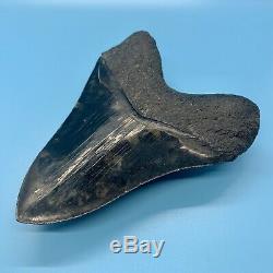 5.81 Museum Quality Megalodon Shark Tooth Strikingly Beautiful Jet Black