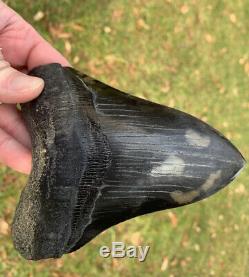 5.81 Museum Quality Megalodon Shark Tooth Strikingly Beautiful Jet Black