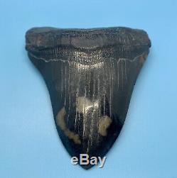 5.81 Museum Quality Megalodon Shark Tooth Strikingly Beautiful Jet Black