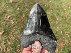 5.81 Museum Quality Megalodon Shark Tooth Strikingly Beautiful Jet Black