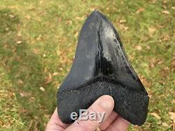 5.81 Museum Quality Megalodon Shark Tooth Strikingly Beautiful Jet Black