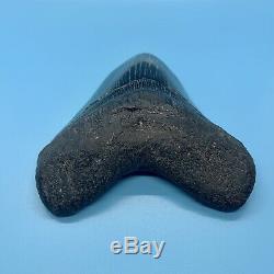 5.81 Museum Quality Megalodon Shark Tooth Strikingly Beautiful Jet Black