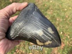 5.81 Museum Quality Megalodon Shark Tooth Strikingly Beautiful Jet Black