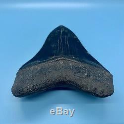 5.81 Museum Quality Megalodon Shark Tooth Strikingly Beautiful Jet Black