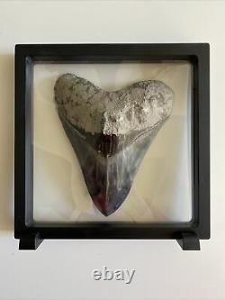 5.82 Indonesian Megalodon Shark Tooth 100% NATURAL