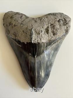 5.82 Indonesian Megalodon Shark Tooth 100% NATURAL