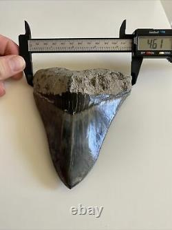 5.82 Indonesian Megalodon Shark Tooth 100% NATURAL