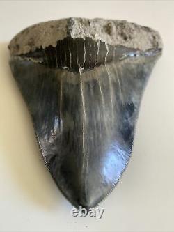 5.82 Indonesian Megalodon Shark Tooth 100% NATURAL