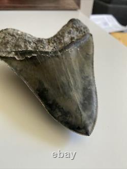 5.82 Indonesian Megalodon Shark Tooth 100% NATURAL