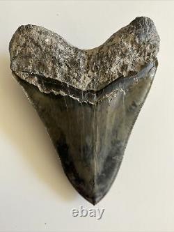 5.82 Indonesian Megalodon Shark Tooth 100% NATURAL