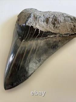 5.82 Indonesian Megalodon Shark Tooth 100% NATURAL