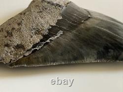 5.82 Indonesian Megalodon Shark Tooth 100% NATURAL