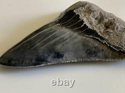 5.82 Indonesian Megalodon Shark Tooth 100% NATURAL