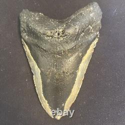 5.83 Inch Real Megalodon Shark Tooth Fossil Giant Prehistoric Meg Teeth #0074